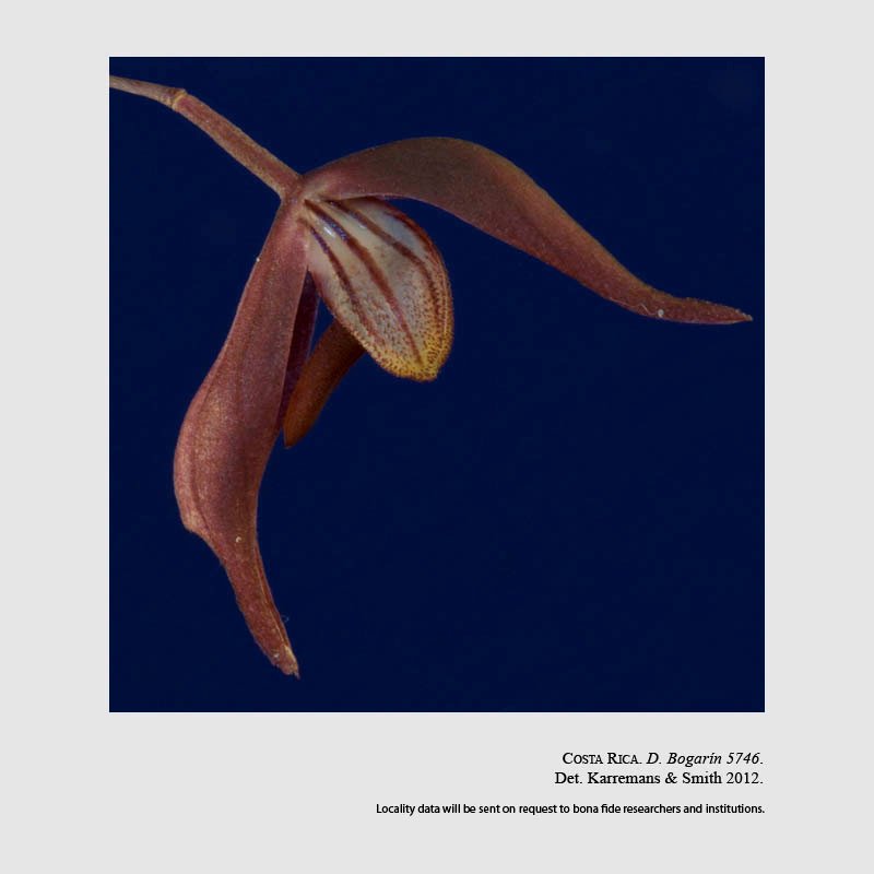 Dracontia hydra